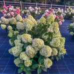 Hortenzia metlinatá (Hydrangea paniculata) ´PASTEL GREEN´® - výška 20-40 cm, kont. C2L